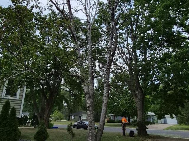 Climber removing a large dead tree near a house