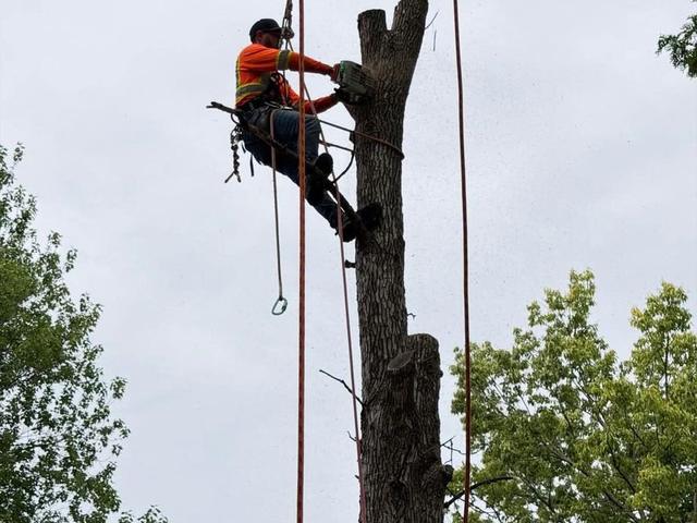 Dead tree before removal in a residential backyard