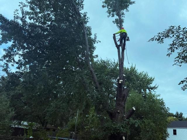 Healthy shade tree trimmed and shaped near a home