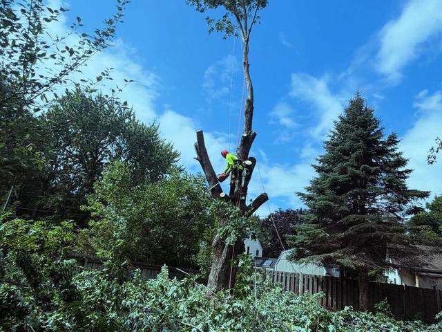 Climber cutting the final section of a tall trunk at dusk