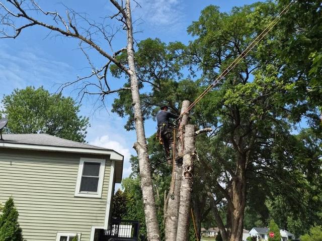 Climber working near the top of a large shade tree