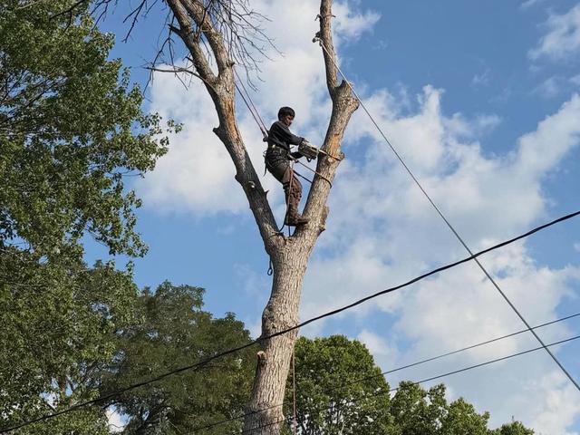 Climber topping a tall tree with chainsaw
